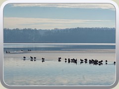 17.1.: Unter kalten F��en scheinen die Enten auf dem Eis nicht zu leiden.