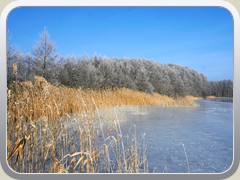 14.2.: Die Bume am Ufer des Ptzer Vordersees hatten sich in Wei gehllt.