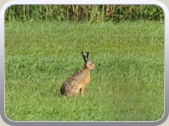 Ein Hase sa� auf dem offenen Feld.
