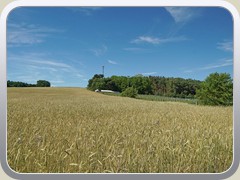 Und nebenan w�chst und gedeiht das Getreide.