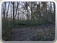 Umgestrzte Bume von den letzten Herbststrmen versperrten teilweise den Wanderweg.