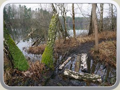 An einigen kritischen Stellen halfen Baumstmme beim berqueren.