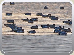 27.3.: St�ndig schwammen die Enten hin und her.