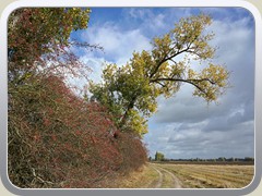 3.10.: Der Grbendorfer Weg fhrt zum Ptzer Plan.