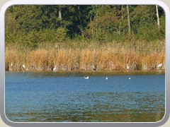 Ca. 20 Silberreiher verteilten sich am Ufer des Klein Bestener Sees.