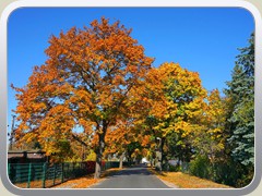 Herbstliche Franz-Mehring-Stra�e.