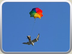 22.1.: Falke, Leckerbissen und Fallschirm schwebten Richtung Erde.