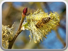 20.3.: Die Weidenk�tzchen lockten zahlreiche Bienen an.