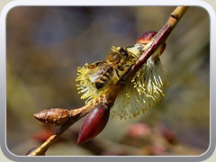 19-03-20_04069a