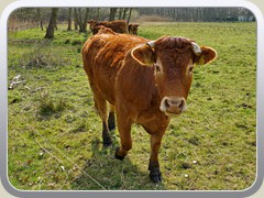 In der Vordersiedlung.
