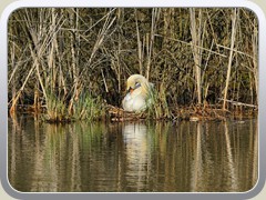 7.4.: Ein Schwanenprchen hat sich ein Nest geschaffen.