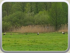 Nachmittags stand ein 3. Storch in der Nhe 