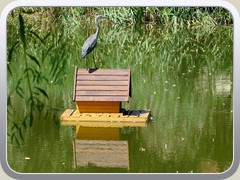 Aber auch ein Reiher f�hlt sich auf dem Dach wohl.