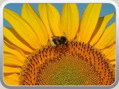 Zahlreiche Hummeln und Bienen tummelten sich auf den Bl�ten.