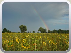 Nur noch ein kurzes St�ck vom Regenbogen zeigte sich �ber den Sonnenblumen.