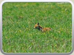 Im hohen Gras auf der Wiese neben der Mittenwalder Strae jagt ein Fuchs.