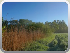 Der Wind trieb Nebelschwaden vom See auf das Feld.