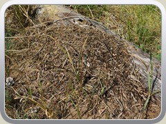 Ameisen haben sich an diesem morschen Baumstamm angesiedelt.