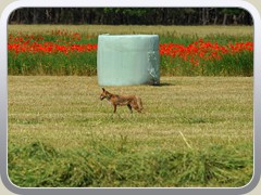 10.6.: Ein Fuchs hoffte auf Beute auf dem bersichtlichen Feld.