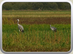 Kraniche auf dem P�tzer Plan