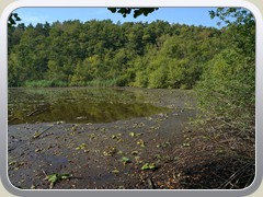 Groe Teile des Uferbereichs sind nicht mehr von Wasser bedeckt.