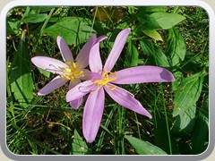 Bl�te der Herbstzeitlose.