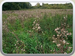 Blick �ber die Wiese im s�dlichen Sutschke-Bereich.