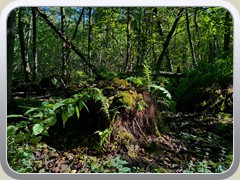 Im Erlenbruchwald der Sutschke