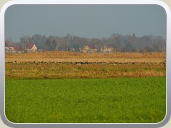 8.12.: Auf dem P�tzer Plan hatten sich Hunderte Graug�nse eingefunde.