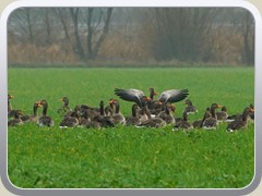 8.12.: Sie genossen das frische Gr�n.