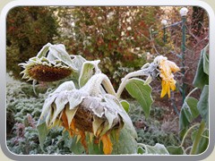 Anfang Dezember gab es leichte Nachtfr�ste.