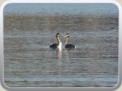 Balzende Haubentaucher