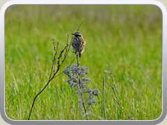Braunkehlchen