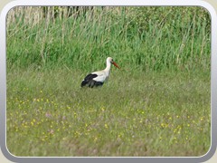 Storch an der Thlmannstrae: