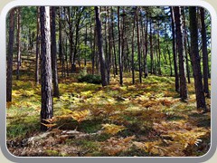 In den P�tzer Bergen