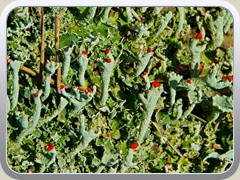 1.3.: Scharlach-Becherflechten