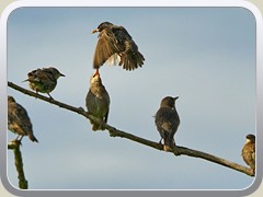 Stare an der Mittenwalder Stra�e