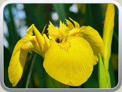 Wasserlilie am P�tzer Hintersee