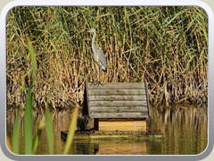 Reiher auf dem Entenh�uschen