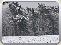 Rehe auf dem Marienhofer Berg