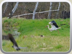 13.4.: Futtersuche auf der Wiese