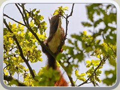 Ein Eichhrnchen geniet die frischen Triebe in den obersten Wipfeln