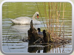 Brtendes Blsshuhn im Uferbereich