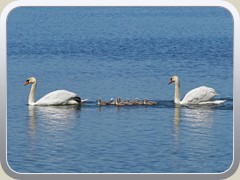 3.6.: Schwanenfamilie auf dem Ptzer Vordersee