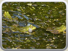 3.6.: Froschkonzert