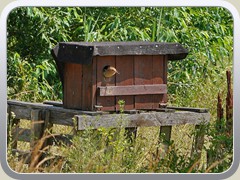 Der Wiedehopf-Nistkasten
