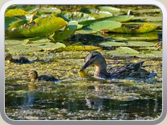 23-07-07_02262a