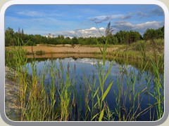 4.8.: Kleiner Teich in der Kiesgrube