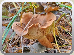 23-11-02_00350a