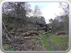 1.1.: Umgestürzter Baum am Pätzer Tonsee